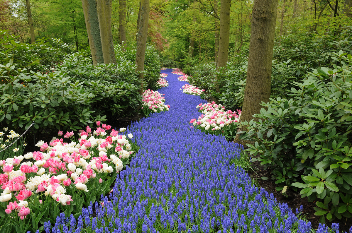 Keukenhof  – Zahrada holandských tulipánů